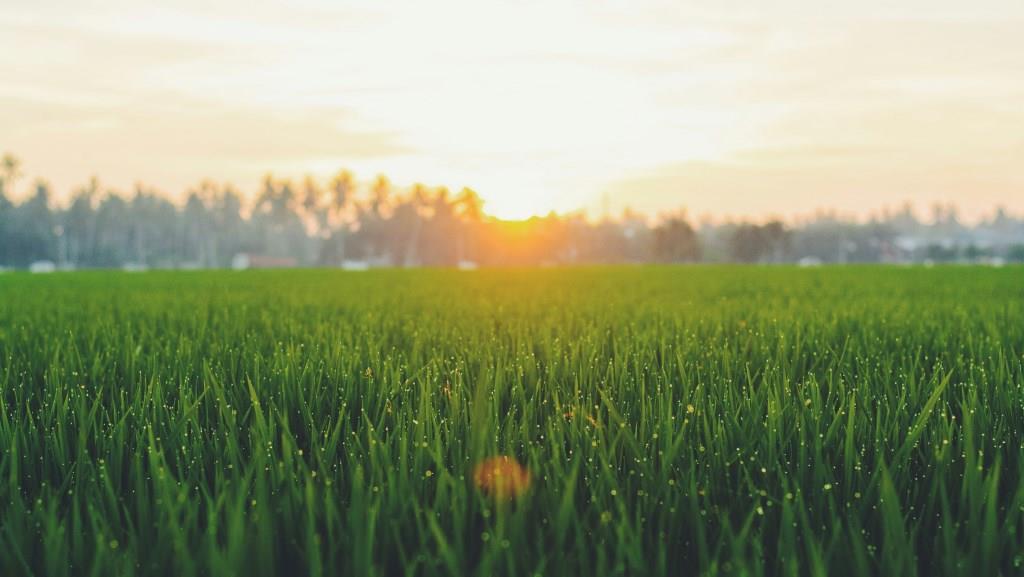 grass